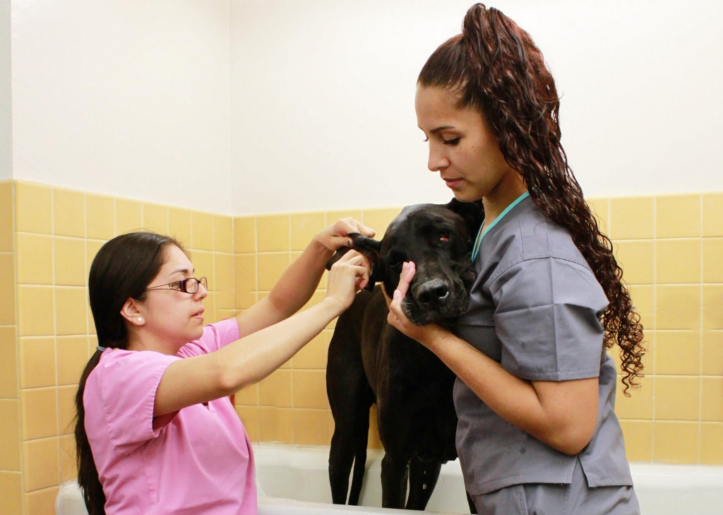 Staff giving a dog a bath