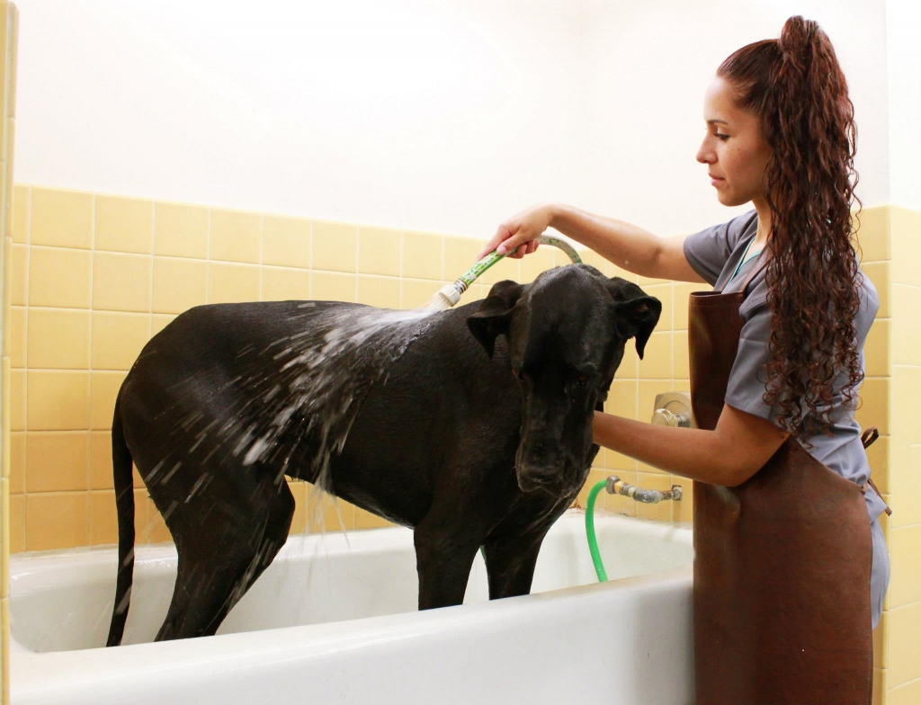 Staff giving a dog a bath