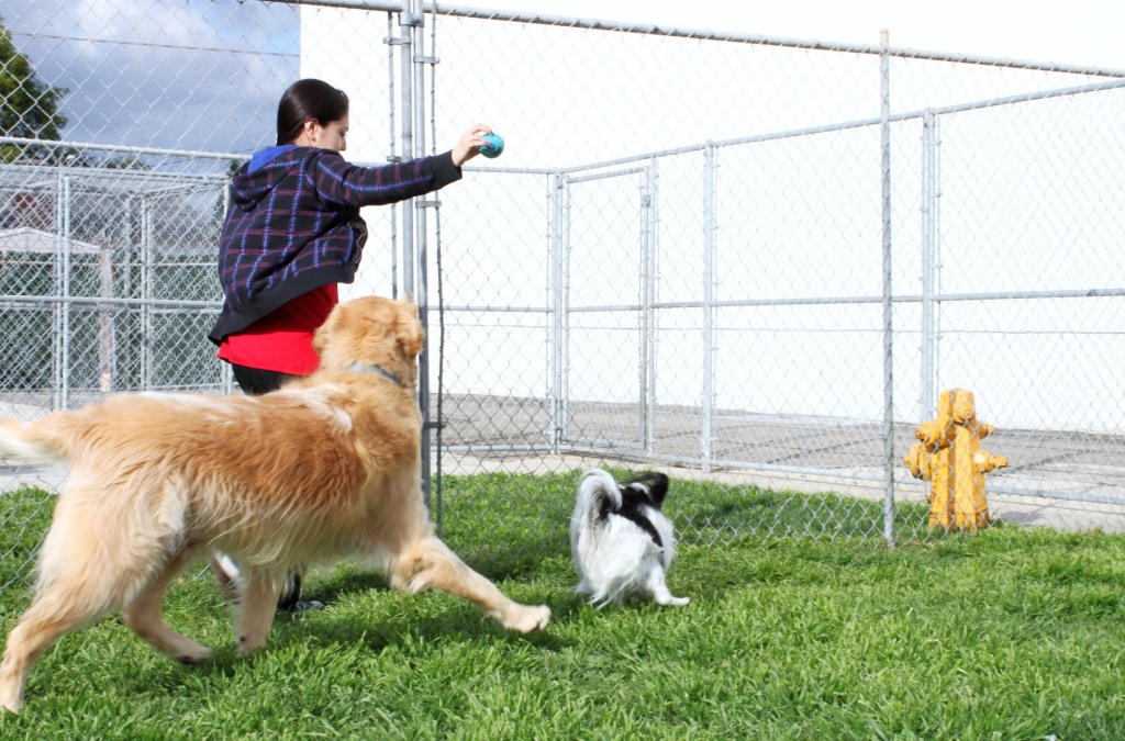 Our Dog Park