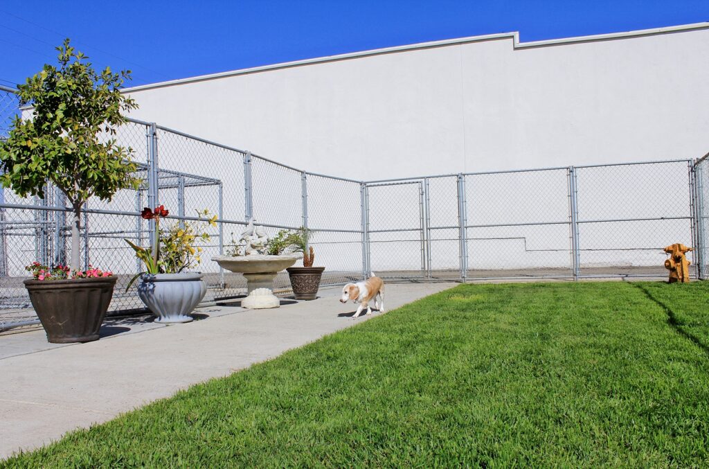 Backyard2